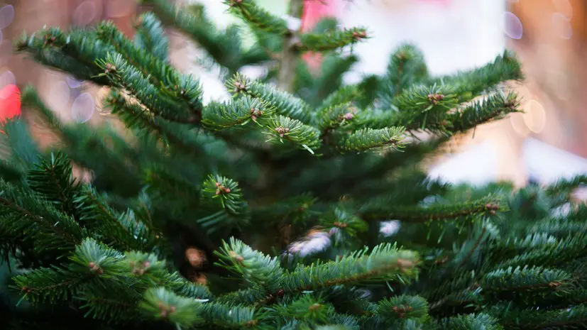 В Подмосковье начала работать интерактивная карта ёлочных базаров