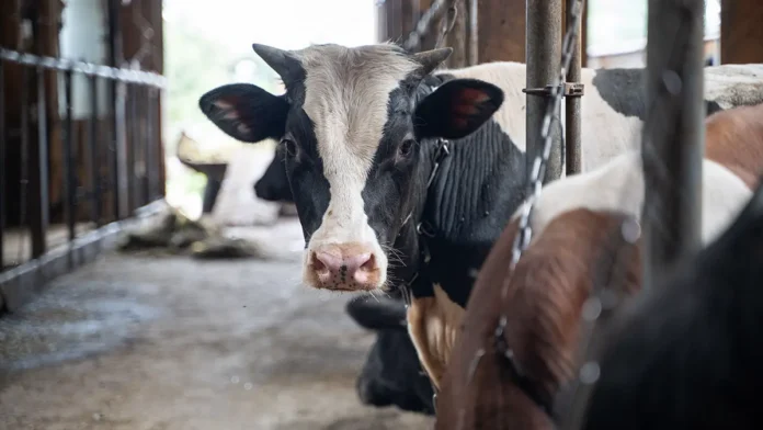 korova shabera iz ao voskresenskoe i podderzhka oksany lut kak simvoly uspeha zhivotnovodstva rossii-pux-su-0