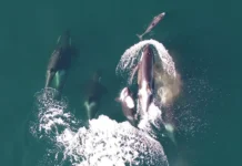 Косатки и дельфины образовали неожиданный альянс для охоты на лосося у берегов Британской Колумбии kosatki i delfiny obrazovali neozhidannyj alyans dlya ohoty na lososya u beregov britanskoj kolumbii-pux-su-0