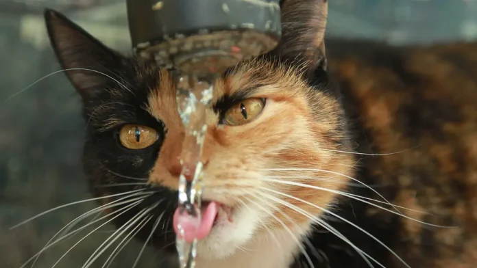 koshka masya sovershila geroicheskoe spasenie ot zelyonoj gadyuki na bali-pux-su-0