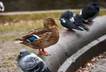 Метеобюро прогнозирует тёплую погоду на выходные в Москве meteobyuro prognoziruet tyopluyu pogodu na vyhodnye v moskve-pux-su-0