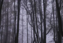 Поиски семьи Усольцевых продолжаются в Красноярском крае poiski semi usolczevyh prodolzhayutsya v krasnoyarskom krae-pux-su-0