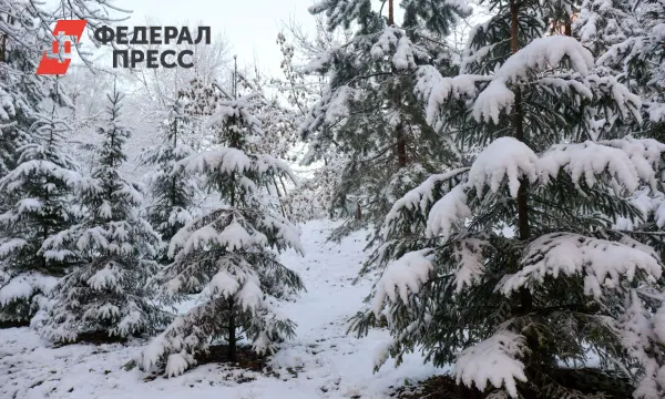 Прогнозы на декабрь по Владивостоку и Приморскому краю в условиях циклонов-0
