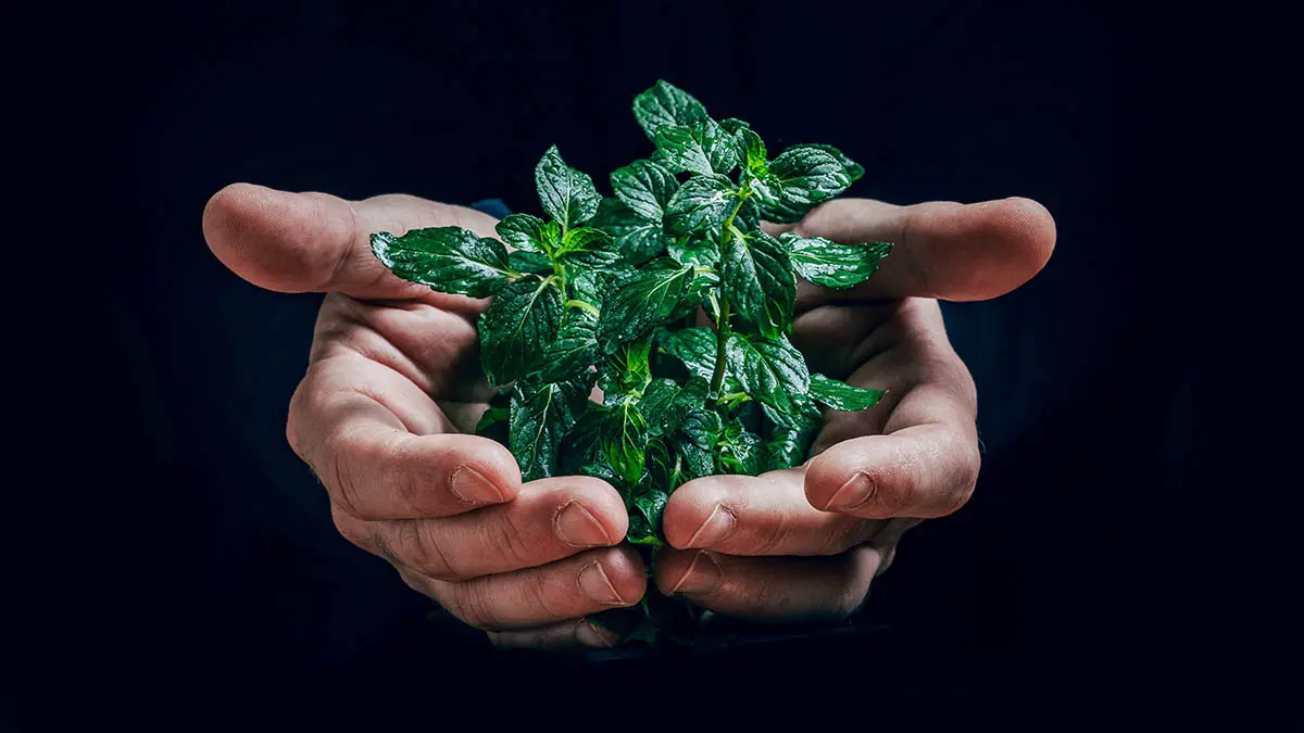 Лауреаты «Зеленой премии — 2025» получили награды от РЭО