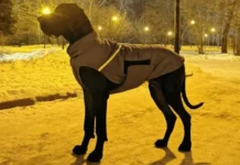 Саркис Овсоян получил наказание за жестокость к догу Зефиру sarkis ovsoyan poluchil nakazanie za zhestokost k dogu zefiru-pux-su-0