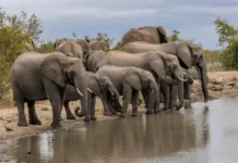 Ученые и «Слоны без границ» исследуют мир слонов с помощью пчел в Ботсване uchenye i slony bez granicz issleduyut mir slonov s pomoshhyu pchel v botsvane-pux-su-0