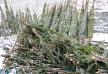 Владивосток дарит вторую жизнь елкам, ПЭО начинает бесплатную переработку vladivostok darit vtoruyu zhizn elkam peo nachinaet besplatnuyu pererabotku-pux-su-0