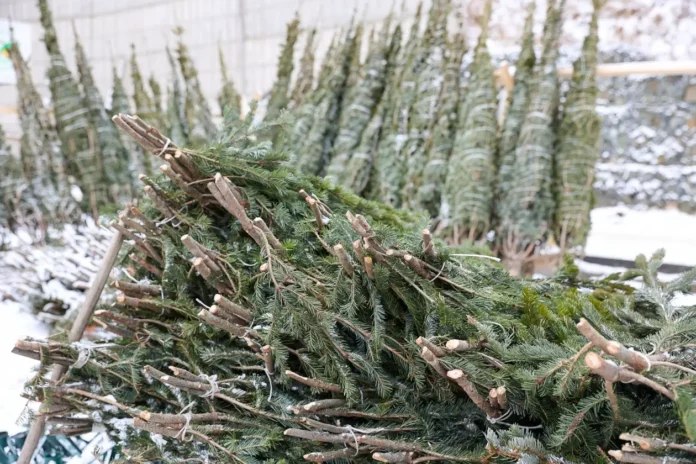 vladivostok darit vtoruyu zhizn elkam peo nachinaet besplatnuyu pererabotku-pux-su-0