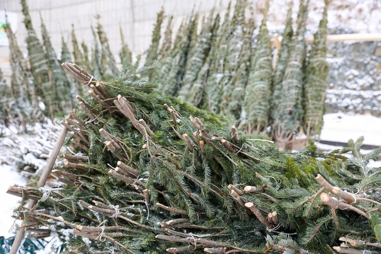 Живые елки ИА PrimaMedia