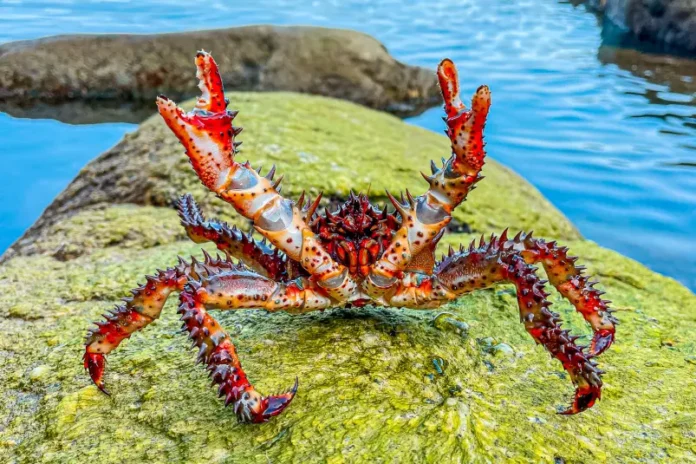 yarkie vpechatleniya v yuzhnoj amerike zhdut vas v kolumbii peru chili i meksike-pux-su-0