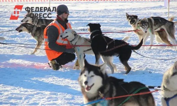 Югра увеличивает финансирование помощи приютам для бездомных собак-0