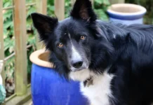 Бордер-колли освоили социальное научение подобно детям borderkolli osvoili soczialnoe nauchenie podobno detyam-pux-su-0