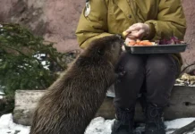 Горячая линия для жалоб на бобров стала популярна в Швейцарии goryachaya liniya dlya zhalob na bobrov stala populyarna v shvejczarii-pux-su-0
