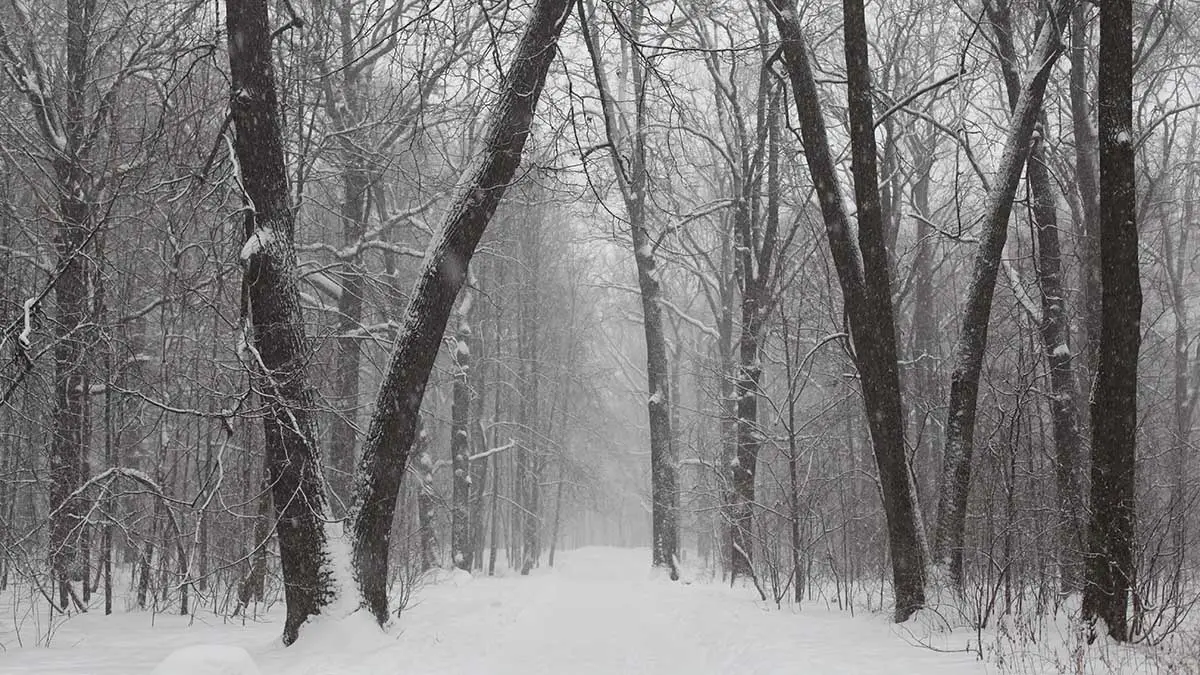 Вульферт рассказала, где разумнее всего искать Усольцевых