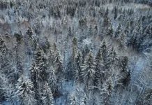 Кристина Вульферт рассказала об исчезновении семьи Усольцевых kristina vulfert rasskazala ob ischeznovenii semi usolczevyh-pux-su-0