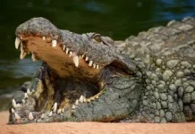 Крокодил напал на девочку в Намибии-важные уроки безопасности krokodil napal na devochku v namibiivazhnye uroki bezopasnosti-pux-su-0