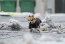 Полиция Солнцево расследует гибель собак на фоне борьбы с догхантерами policziya solnczevo rassleduet gibel sobak na fone borby s doghanterami-pux-su-0