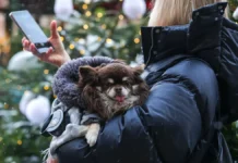 Прогноз погоды в Москве и Центральной России на январь радует теплом и снегом prognoz pogody v moskve i czentralnoj rossii na yanvar raduet teplom i snegom-pux-su-0