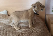 Прокуратура Москвы и Дмитрий Котов обсуждают спасение львов и перспективы prokuratura moskvy i dmitrij kotov obsuzhdayut spasenie lvov i perspektivy-pux-su-0