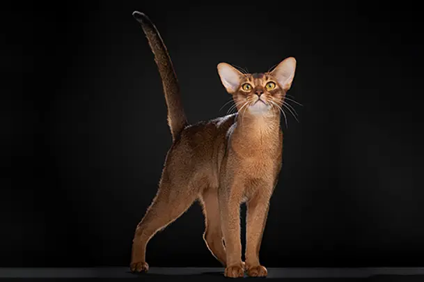 По версии Всемирной федерации кошек, абиссинский кот из России стал самым красивым представителем семейства кошачьих в 2025 году.  Победитель набрал свыше 19,7 тысячи баллов