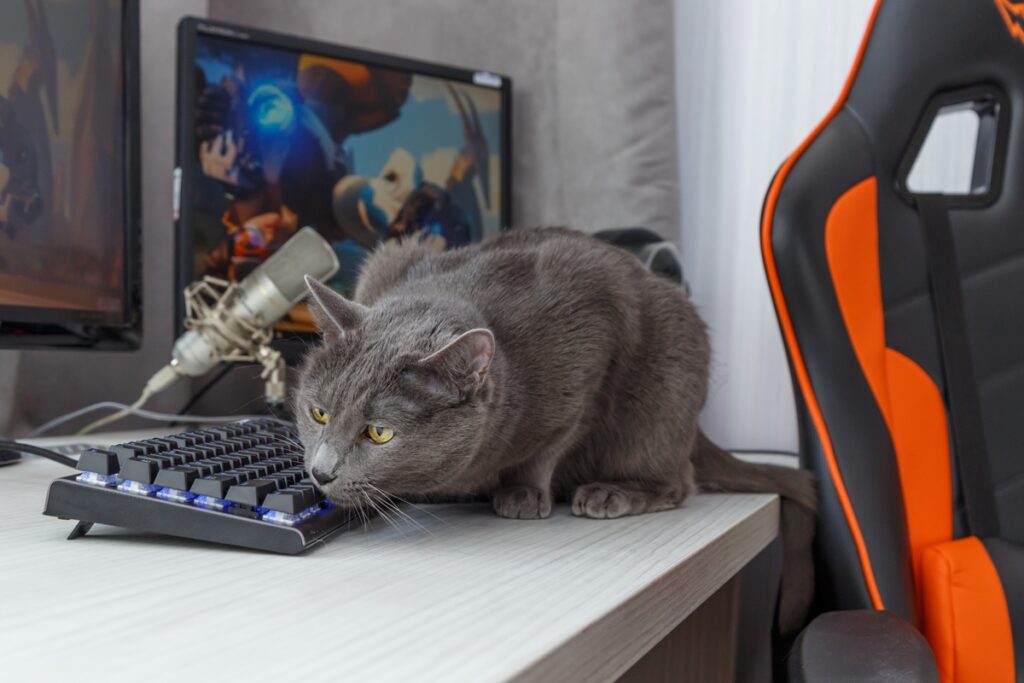 Серый кот на рабочем столе владельца