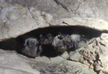 Ученые УрО РАН успешно заботятся о краснокнижных летучих мышах Свердловской области uchenye uro ran uspeshno zabotyatsya o krasnoknizhnyh letuchih myshah sverdlovskoj oblasti-pux-su-0