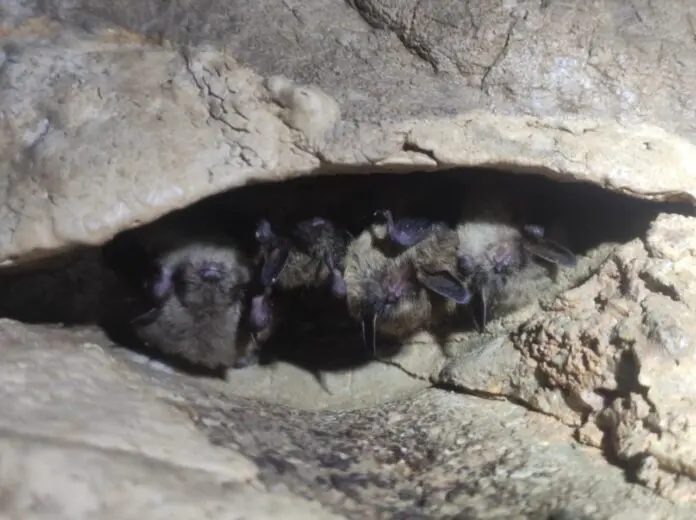 Ученые УрО РАН успешно заботятся о краснокнижных летучих мышах Свердловской области-0