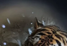 В Министерстве природы Приморского края объяснили последствия фейка о тигре v ministerstve prirody primorskogo kraya obyasnili posledstviya fejka o tigre-pux-su-0