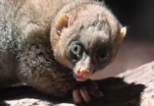 В Московском зоопарке Светлана Акулова заботится о редком потто v moskovskom zooparke svetlana akulova zabotitsya o redkom potto-pux-su-0