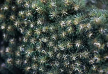 Юрий Капштык: как утилизировать ёлку в Подмосковье без штрафов yurij kapshtyk kak utilizirovat yolku v podmoskove bez shtrafov-pux-su-0