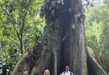 Африка и углерод: леса, COP30, AFR100. Есть надежда на восстановление afrika i uglerod lesa 30 100 est nadezhda na vosstanovlenie-pux-su-0