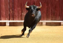 Карнавал быка в Испании и жизнь Эустакио Мартина karnaval byka v ispanii i zhizn eustakio martina-pux-su-0