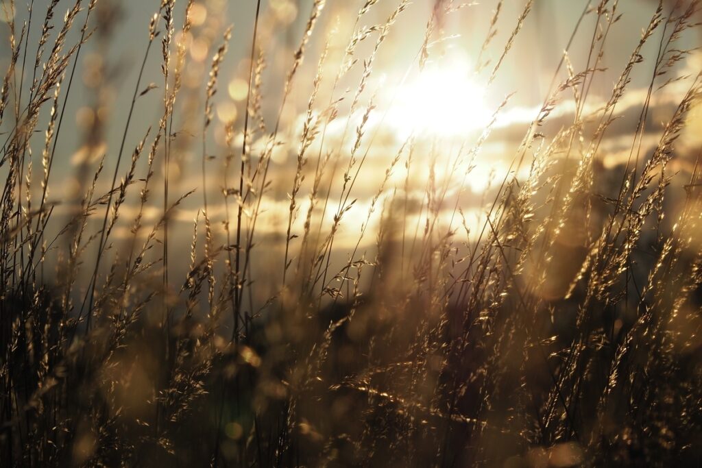 Крупный план стеблей пшеницы на пшеничном поле при ярком солнечном свете