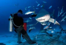 Питер Смит спасся от акулы на Тобаго и теперь собирается вернуться piter smit spassya ot akuly na tobago i teper sobiraetsya vernutsya-pux-su-0