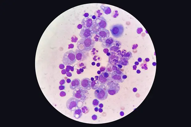 Макрофаги под микроскопом