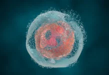 TCR-T-клетки из Сеченовского Университета побеждают HER2-опухоли kletki iz sechenovskogo universiteta pobezhdayut 2opuholi-pux-su-0