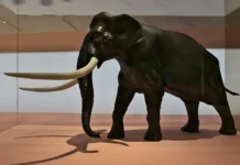 Новые открытия о неандертальцах и Palaeoloxodon antiquus Ноймарк-Норд novye otkrytiya o neandertalczah i nojmarknord-pux-su-0