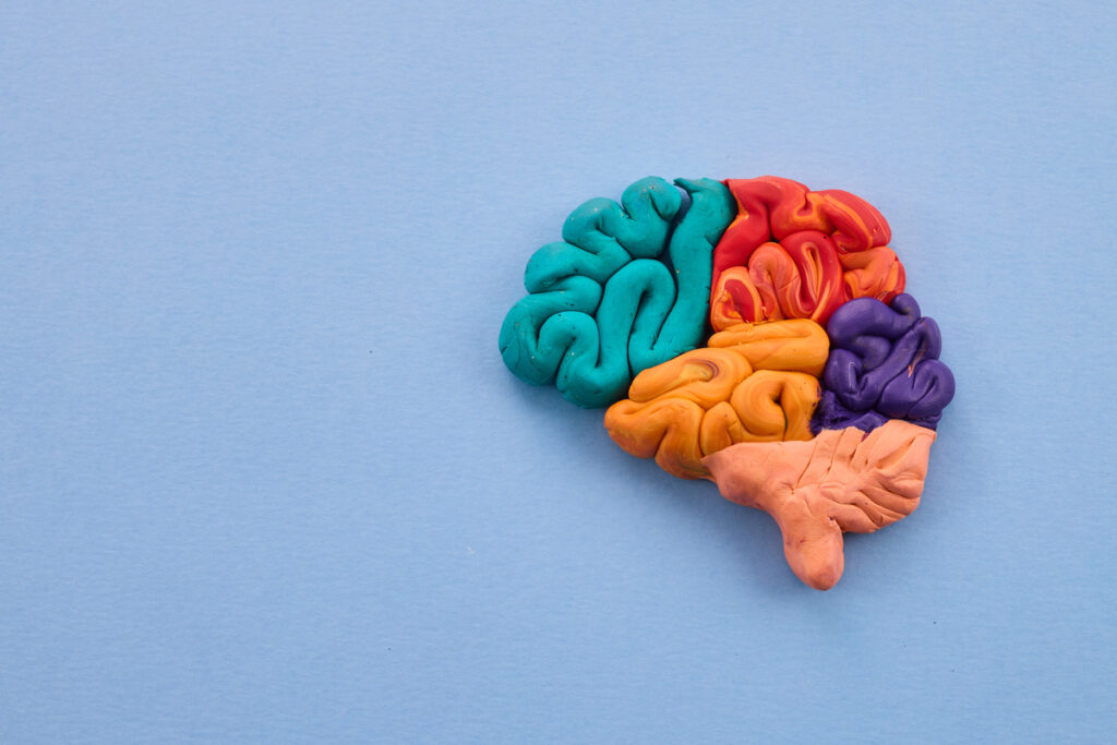 Разноцветная глиняная модель мозга