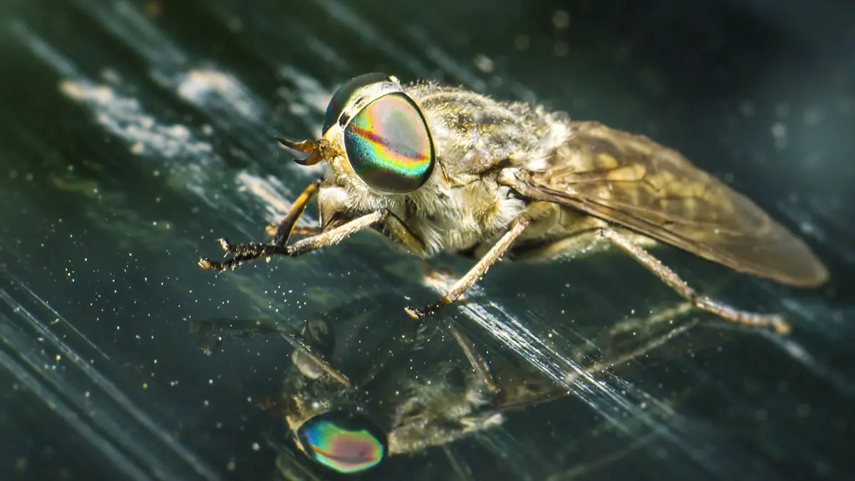 Shot: Кровожадные слепни начали появляться в Центральной России из-за теплого марта