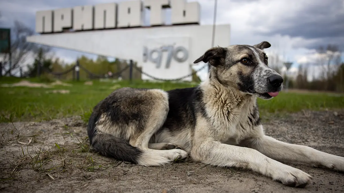 Ученый заявил, что массовых видимых мутаций у животных в Чернобыльской зоне нет