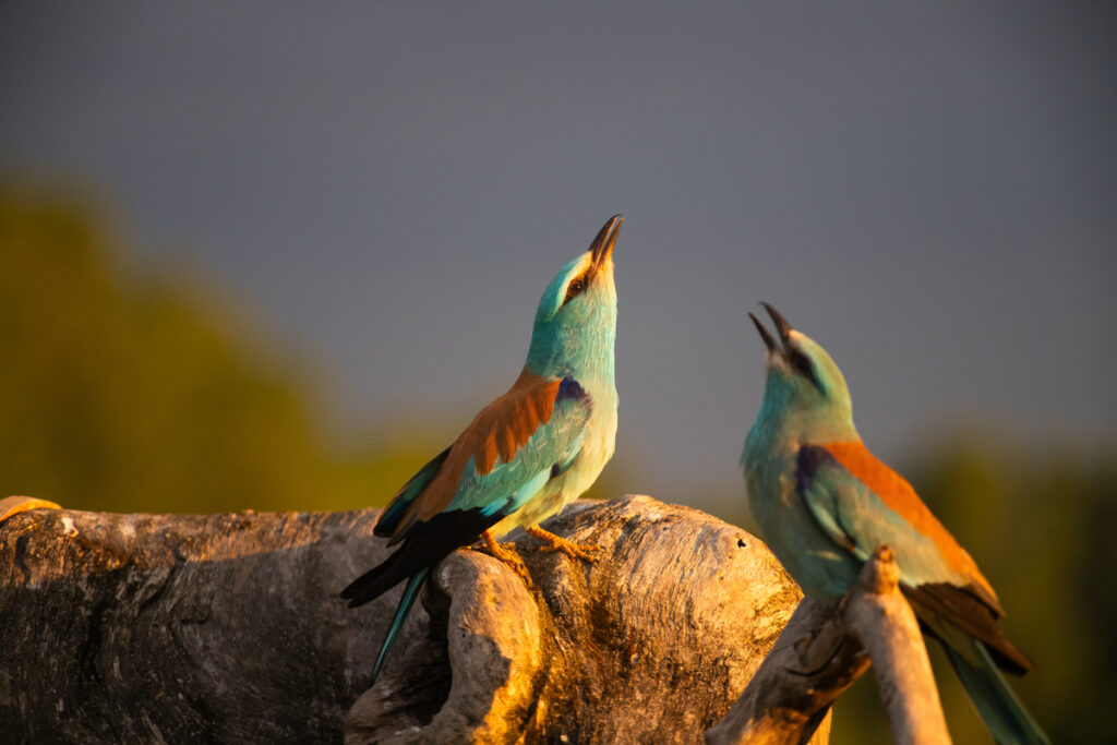 Две разноцветные птицы поют на ветке дерева