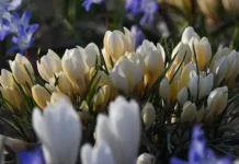 Гидрометцентр России прогнозирует теплые дни в Москве и на ВДНХ gidrometczentr rossii prognoziruet teplye dni v moskve i na vdnh-pux-su-0