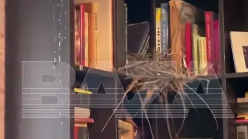 Россиянка обнаружила у себя в квартире голубятню, когда вернулась из отпуска