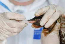 Оптимистичные перемены для птиц и чистоты Черного моря в Анапе optimistichnye peremeny dlya pticz i chistoty chernogo morya v anape-pux-su-0