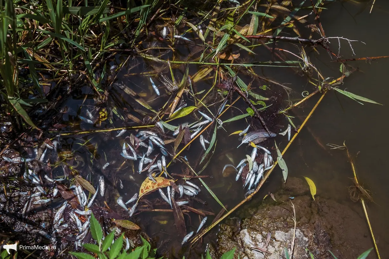 Фото: primamedia.ru