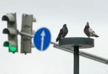 Штраф за сбитого голубя водителям в России 600 рублей shtraf za sbitogo golubya voditelyam v rossii 600 rublej-pux-su-0