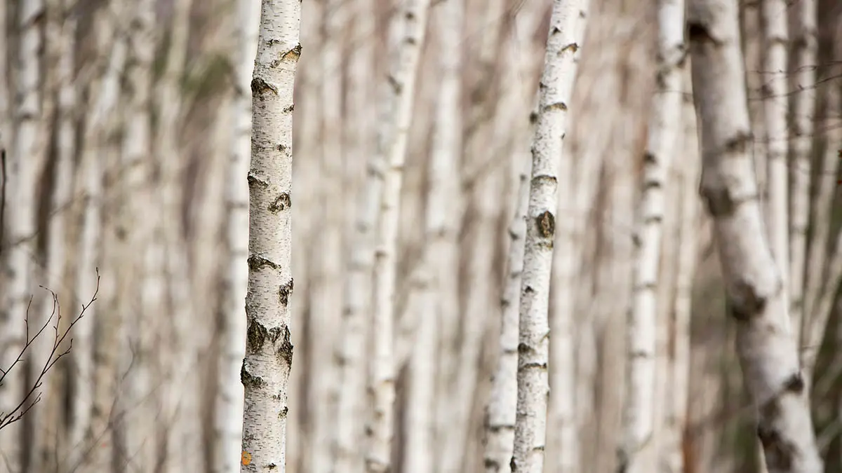 Народные приметы на 11 апреля 2026 года