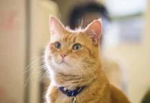 Ученые Ивате раскрыли тайны вкусовых предпочтений кошек uchenye ivate raskryli tajny vkusovyh predpochtenij koshek-pux-su-0