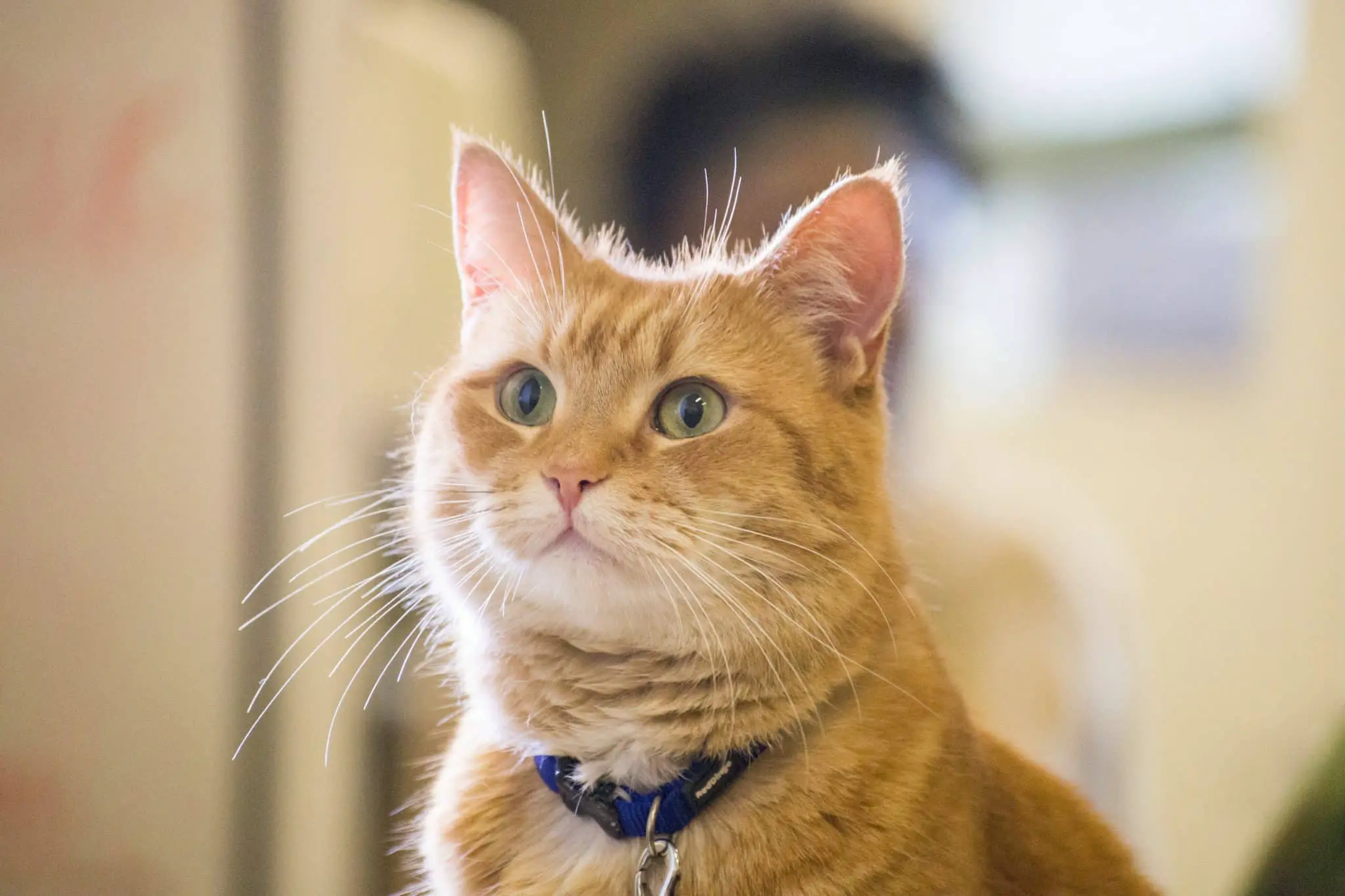 Ученые Ивате раскрыли тайны вкусовых предпочтений кошек-0