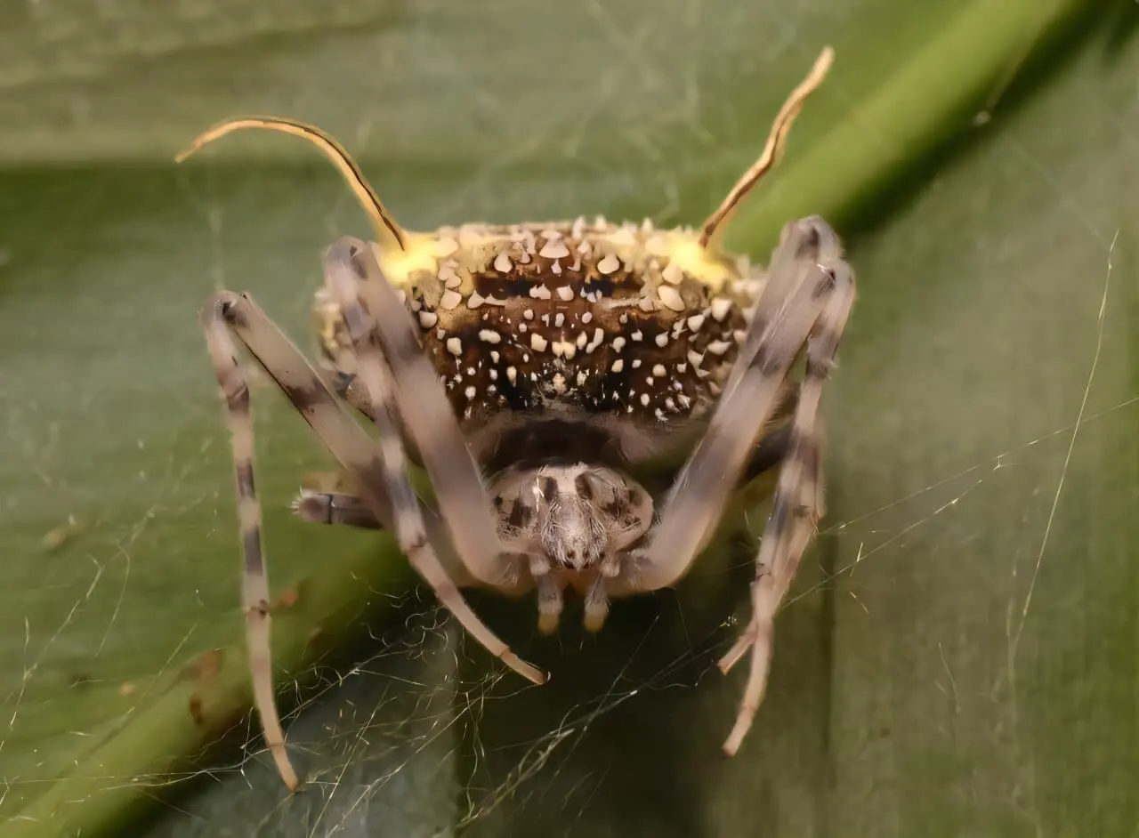 Удивительный паук Taczanowskia waska мимикрирует под грибные мумии-0